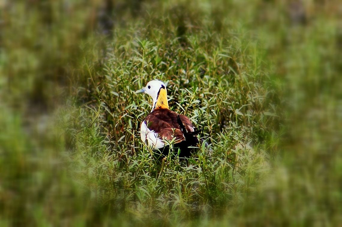 Pheasant-tailed Jacana Photo taken at Madivala lake, Bangalore, Karnataka Geotagged,Hydrophasianus chirurgus,India,Pheasant-tailed Jacana,Summer
