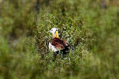 Pheasant-tailed Jacana Photo taken at Madivala lake, Bangalore, Karnataka Geotagged,Hydrophasianus chirurgus,India,Pheasant-tailed Jacana,Summer