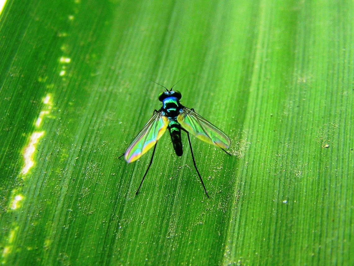 Long-legged Fly - (Condylostylus spp.) Photo taken in Bangalore,Karnataka,India<br />
<a href="http://www.insectidentification.org/insect-description.asp?identification=Long-legged" rel="nofollow">http://www.insectidentification.org/insect-description.asp?identification=Long-legged</a> Fly<br />
<a href="http://ediblesanmarcos.wordpress.com/library/beneficial-insects/beneficial-insect-long-legged-fly-dolichopodidae-genus-condylostylus/" rel="nofollow">http://ediblesanmarcos.wordpress.com/library/beneficial-insects/beneficial-insect-long-legged-fly-dolichopodidae-genus-condylostylus/</a><br />
<a href="http://en.wikipedia.org/wiki/Condylostylus" rel="nofollow">http://en.wikipedia.org/wiki/Condylostylus</a><br />
Not able to find the any exact article for the species in wiki. Fall,Geotagged,Green fly,India,Mosquito