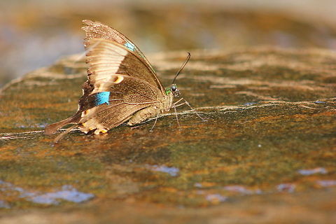 Malabar Banded Peacock Photo take at Irupu falls,Madikeri,Karnataka,India Geotagged,India,Malabar Banded Peacock,Papilio buddha