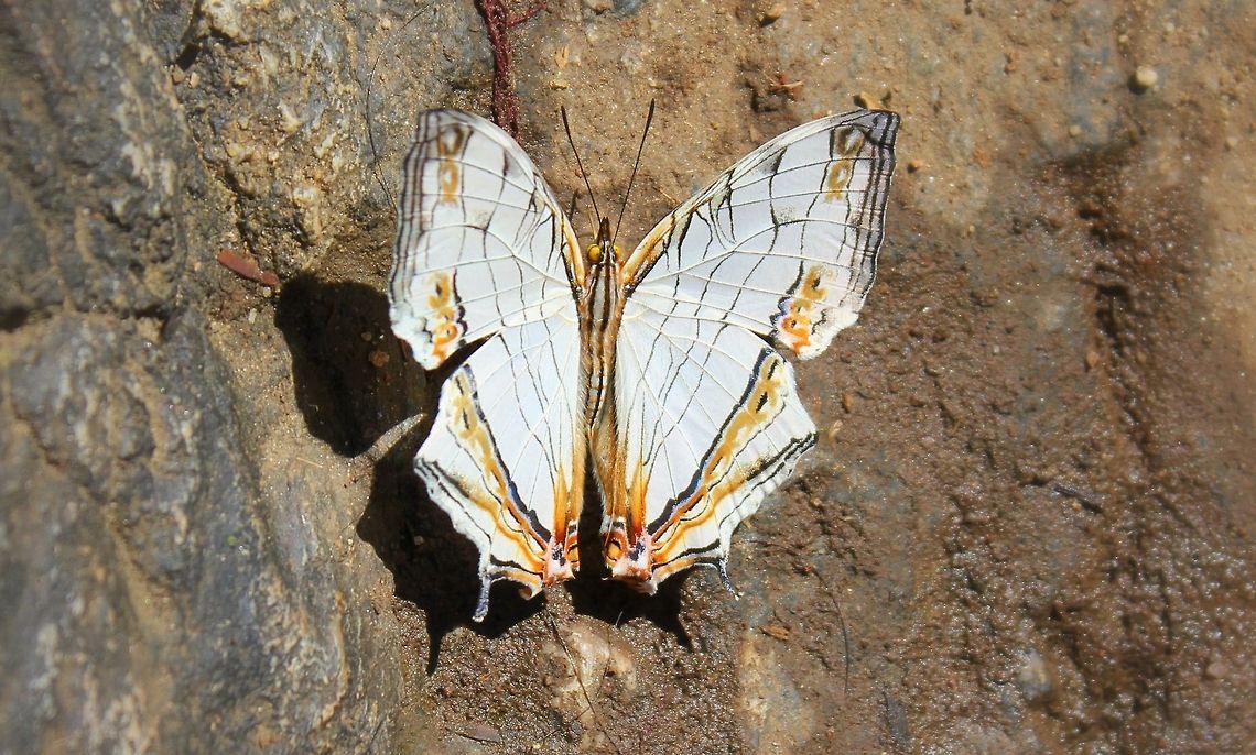 Map Butterfly  Common Map,Cyrestis thyodamas,Fall,Geotagged,India