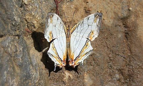 Map Butterfly  Common Map,Cyrestis thyodamas,Fall,Geotagged,India