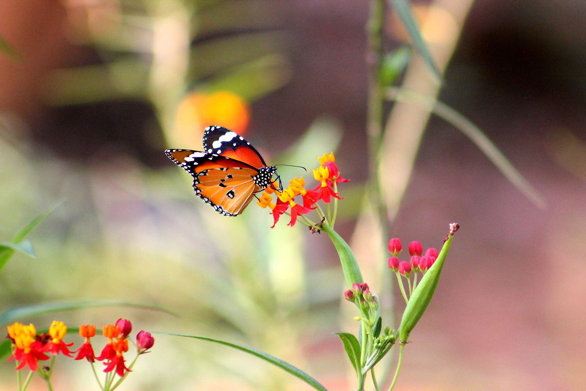 The African Monarch Photo taken in Bangalore,Karnataka, India African Monarch,Danaus chrysippus,Geotagged,India
