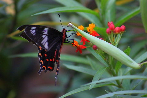 Crimson Rose, Pachliopta hector  Crimson Rose,Geotagged,India,Pachliopta hector,Spring