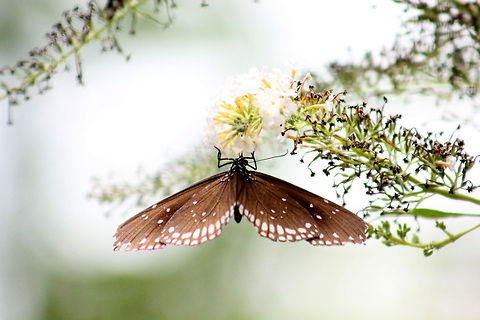 Crow butterfly  Common Crow,Euploea core,Geotagged,India,Spring