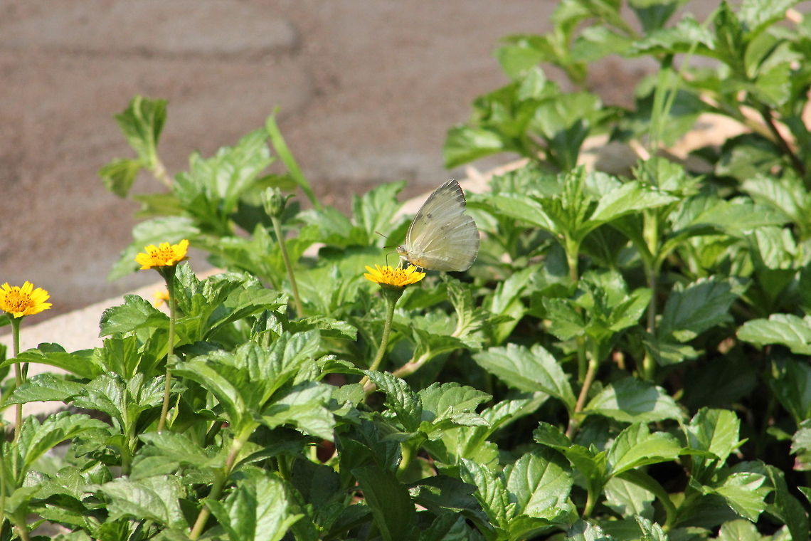 Cabbage White Butterfly  Geotagged,India,Pieris rapae,Small White,Spring