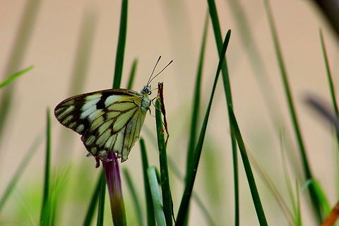 Common Gull  Cepora nerissa,Common Gull,Geotagged,India,Spring