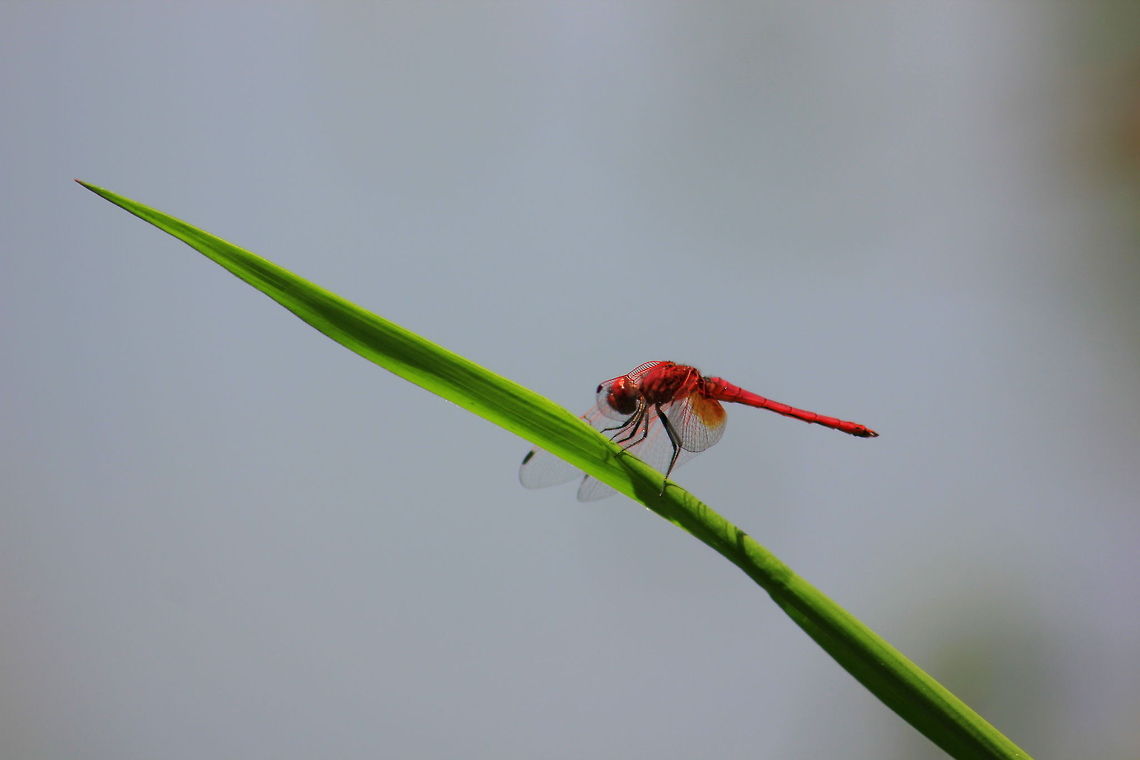 Scarlet Skimmer  Crocothemis servilia,Geotagged,India,Scarlet Skimmer,Spring