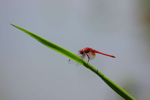 Scarlet Skimmer  Crocothemis servilia,Geotagged,India,Scarlet Skimmer,Spring