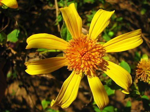 Dahlia spectabilis D. spectabilis is an herbaceous perennial from tubers, with one or more stems that can reach a height of 2.4 m (7.9’). Stems are glaucous and nearly round to slightly angled. Median leaves are 27-35 cm (10.6-13.8”) long (including petioles), twice compound, and frequently with stipels at the first (lowest) and/or second rachis node; blade margin teeth are glabrous (vs. ciliolate). The flower head is up to 14.5 cm (5.7”) across, which is the largest of any species in the genus except D. campanulat. The disc florets of D. spectabilis are yellow and fertile; the 7-8 ray florets are sterile, 5.8-7 cm (2.3-2.8”) long x 2.1-3.2 cm (0.8-1.3”) wide, and light lavender with darker colored longitudinal veins on the abaxial (lower) surface. Flowering occurs from August through at least October (Saar et al., 2002).
http://wilddahlias.com/Dspectabilis.html Geotagged,India