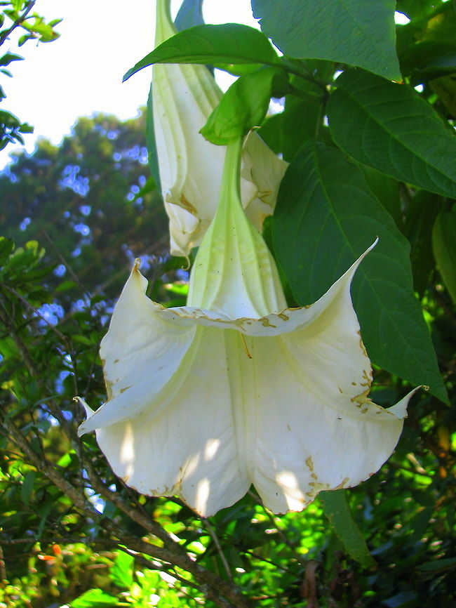 Brugmansia suaveolens This was photographed in Nandi hills near bangalore. Brugmansia suaveolens,Geotagged,India