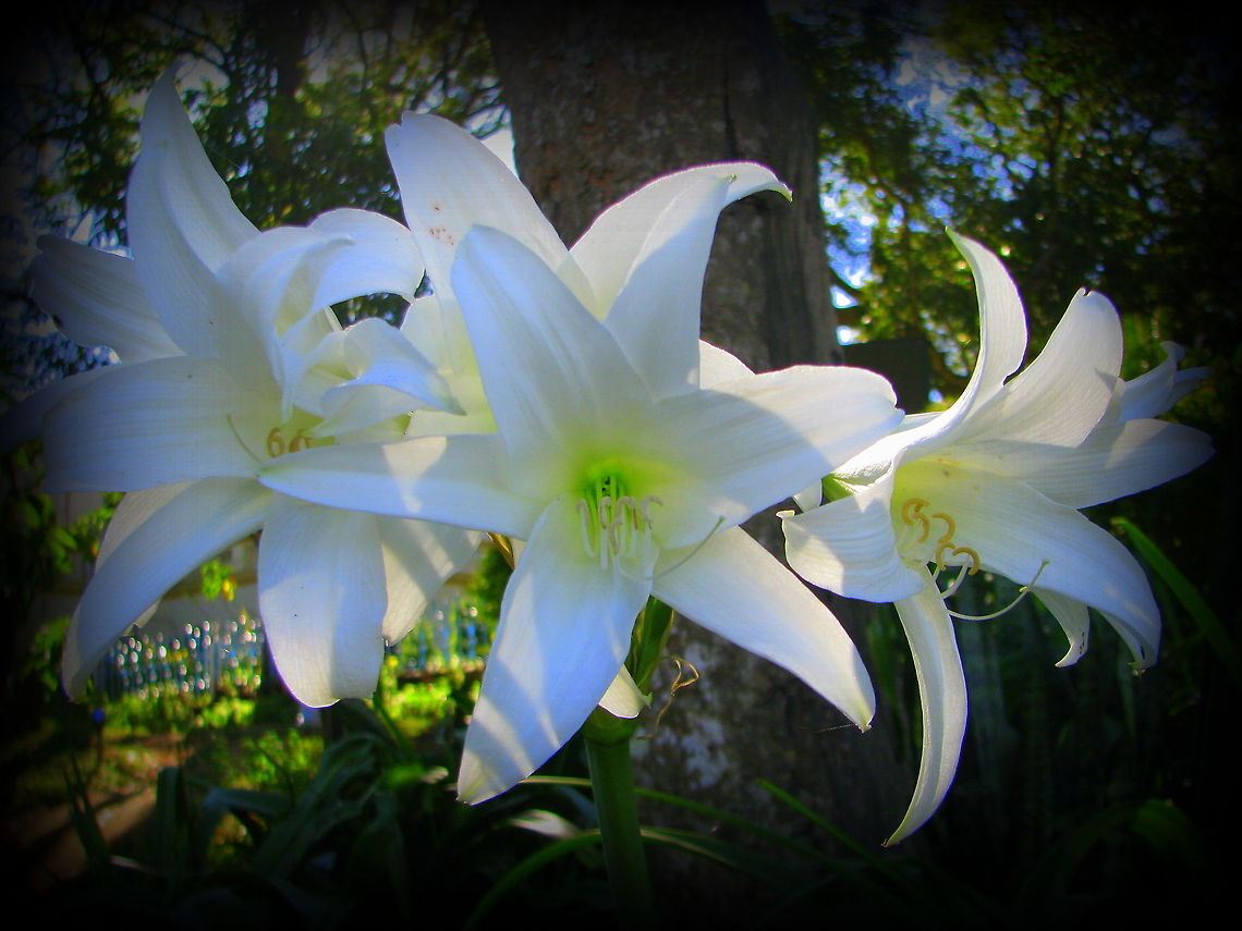 Hippeastrum Amaryllis Commonly known as amaryllis, Hippeastrum are popular flowering houseplants, often given as Christmas gifts. This type has large, pure white flowers.Before planting, pick off any dead or damaged pieces of root, leaving only healthy, fleshy roots. Make up a compost mix using equal parts of peat and perlite. Half-fill a plastic pot 2.5cm (1in) wider than the bulb with the compost mix and add compost around the roots so that one-third of the bulb shows. Water well and let the soil drain. Never leave pots standing in water. Begin feeding as soon as the shoot appears and continue on a weekly basis until flowering is over. Water plants as required, usually once or twice a week during winter and spring, and more frequently during summer. Mist spray leaves during the summer to increase the humidity around them.<br />
<a href="http://www.gardenersworld.com/plants/hippeastrum-white/1739.html" rel="nofollow">http://www.gardenersworld.com/plants/hippeastrum-white/1739.html</a><br />
 Geotagged,India
