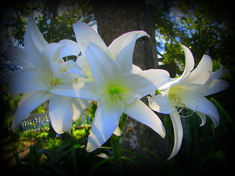 Hippeastrum Amaryllis Commonly known as amaryllis, Hippeastrum are popular flowering houseplants, often given as Christmas gifts. This type has large, pure white flowers.Before planting, pick off any dead or damaged pieces of root, leaving only healthy, fleshy roots. Make up a compost mix using equal parts of peat and perlite. Half-fill a plastic pot 2.5cm (1in) wider than the bulb with the compost mix and add compost around the roots so that one-third of the bulb shows. Water well and let the soil drain. Never leave pots standing in water. Begin feeding as soon as the shoot appears and continue on a weekly basis until flowering is over. Water plants as required, usually once or twice a week during winter and spring, and more frequently during summer. Mist spray leaves during the summer to increase the humidity around them.
http://www.gardenersworld.com/plants/hippeastrum-white/1739.html
 Geotagged,India