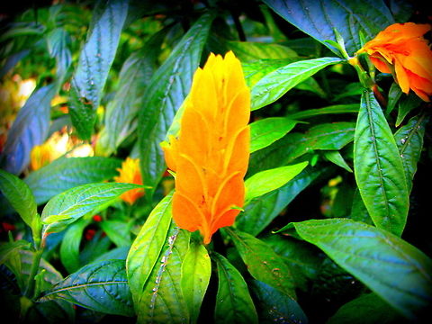 Lollipop or Golden Shrimp Plant  Geotagged,India,Lollipop Plant,Pachystachys lutea,Winter
