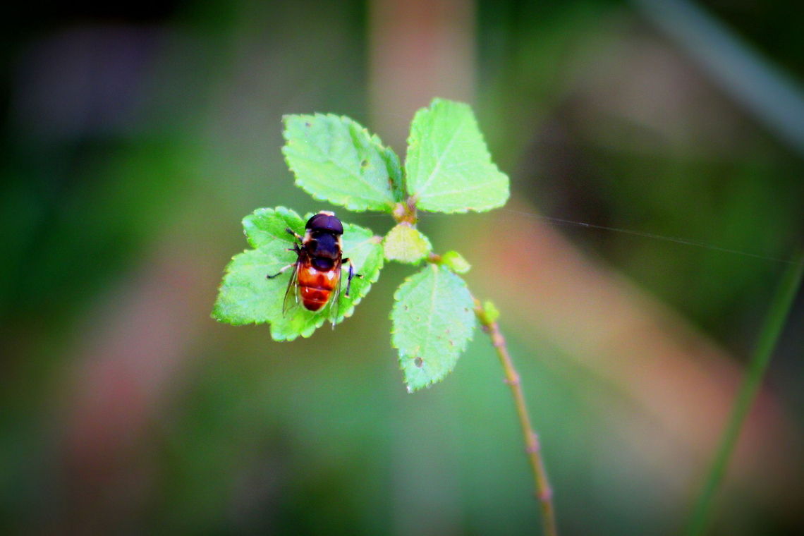 Trichopoda - Feather-legged Flies  Geotagged,India,Trichopoda pennipes