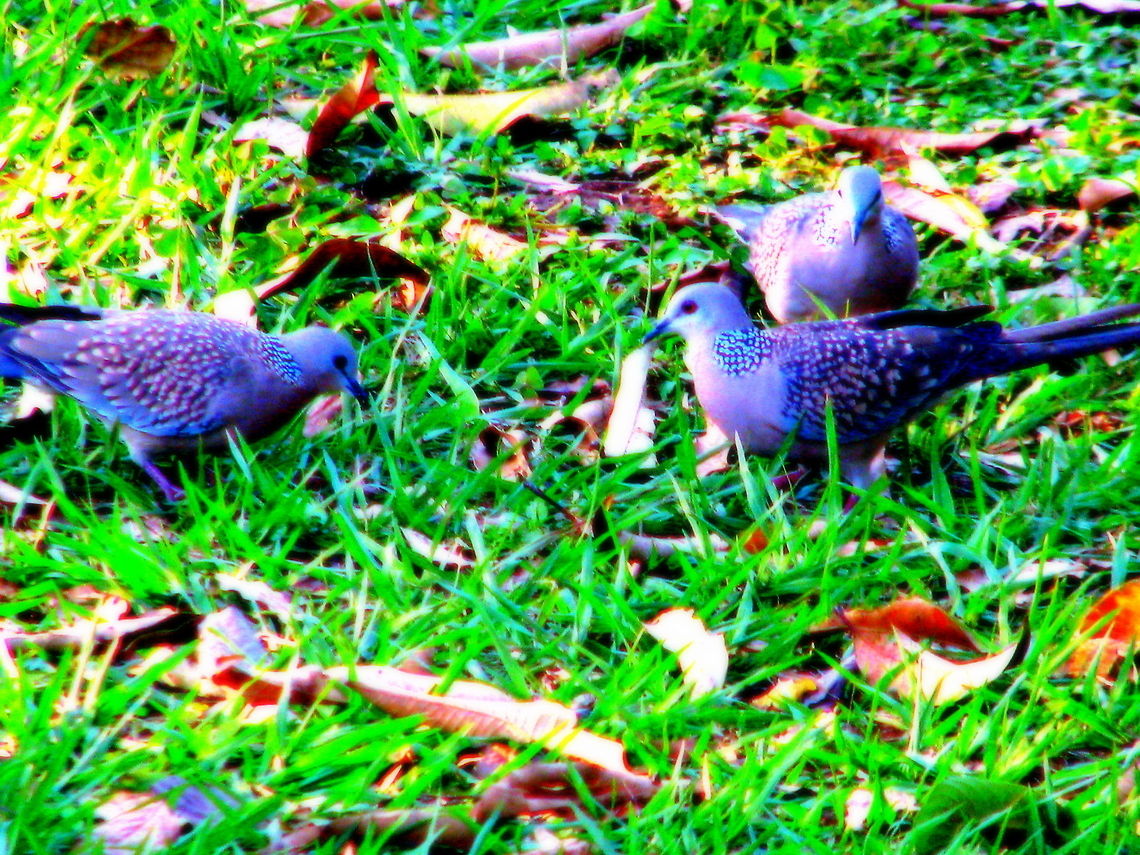 Grey Spotted Dove This was captured in Lalbaug, Bangalore, Karnataka, India. Geotagged,India,Spilopelia chinensis,Spotted Dove