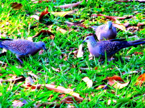 Grey Spotted Dove This was captured in Lalbaug, Bangalore, Karnataka, India. Geotagged,India,Spilopelia chinensis,Spotted Dove