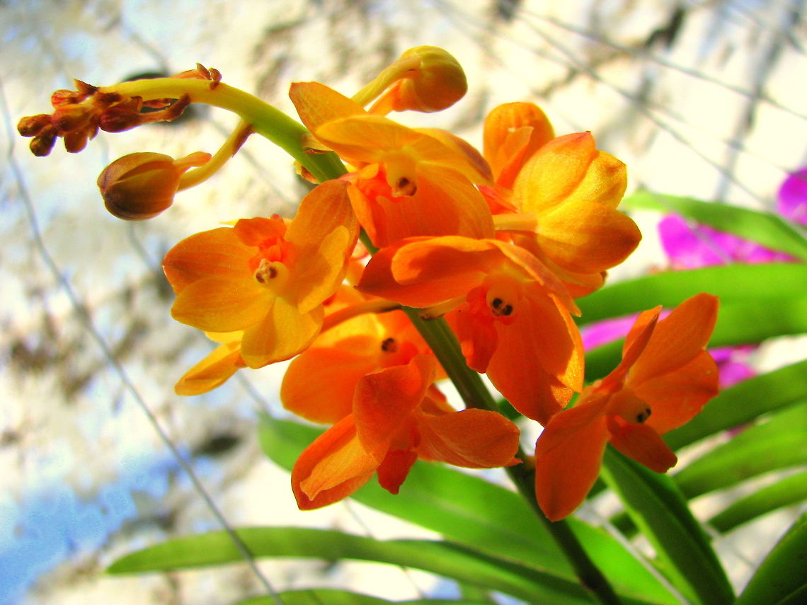 Orange Ascocenda Orchid  Geotagged,India