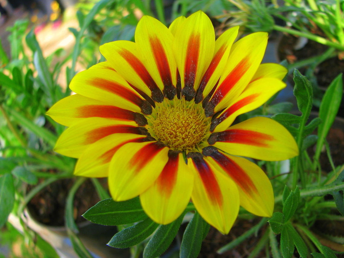 Yellow Daisy Lalbaug, Bangalore, Karnataka, India Gazania rigens,Geotagged,India,Winter