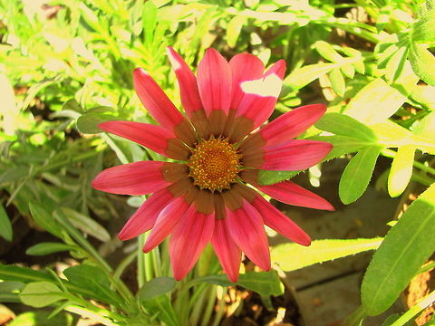 Single whirl Dual colored  Gazania rigens,Geotagged,India,evil eye