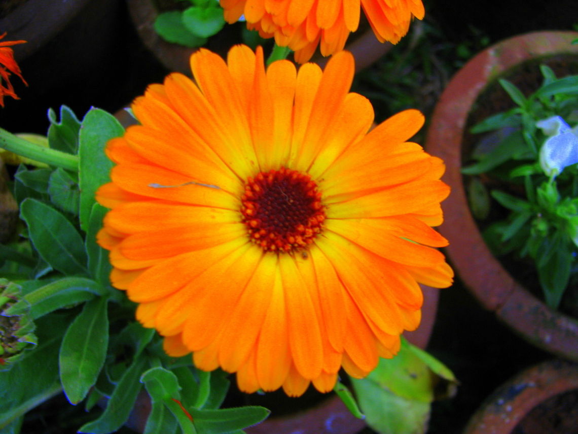 Orange Calendula officinalis  Calendula officinalis,Geotagged,India,Pot marigold,Winter