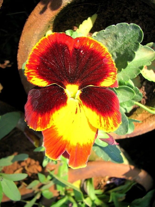 Viola tricolor  Geotagged,Heartsease,India,Pansy,Viola tricolor,Viola tricolor subsp. hortensis,Winter
