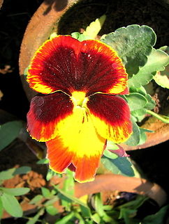 Viola tricolor  Geotagged,Heartsease,India,Pansy,Viola tricolor,Viola tricolor subsp. hortensis,Winter