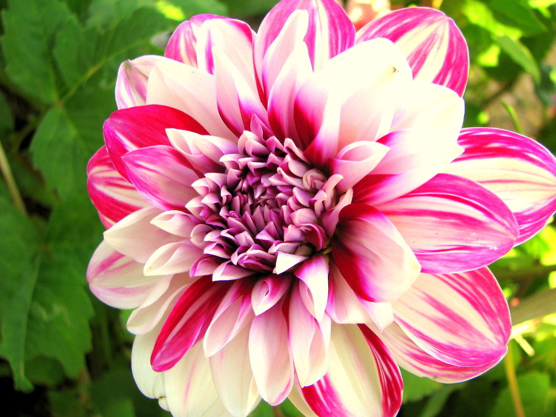 Pink & white dahlia flower  Dahlia x hortensis Guillaumin,Geotagged,India,Winter,dahlia