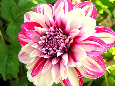Pink & white dahlia flower  Dahlia x hortensis Guillaumin,Geotagged,India,Winter,dahlia