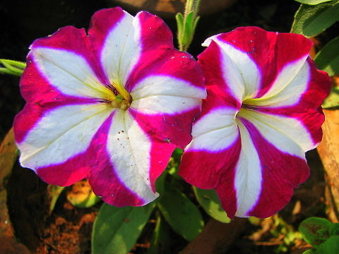 Petunia × hybrida  Garden Petunia,Geotagged,India,Petunia axillaris,Petunia × atkinsiana