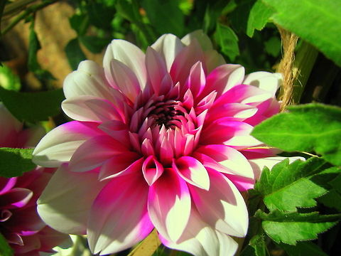 Formal Decorative Dahlias  Dahlia x hortensis Guillaumin,Geotagged,India