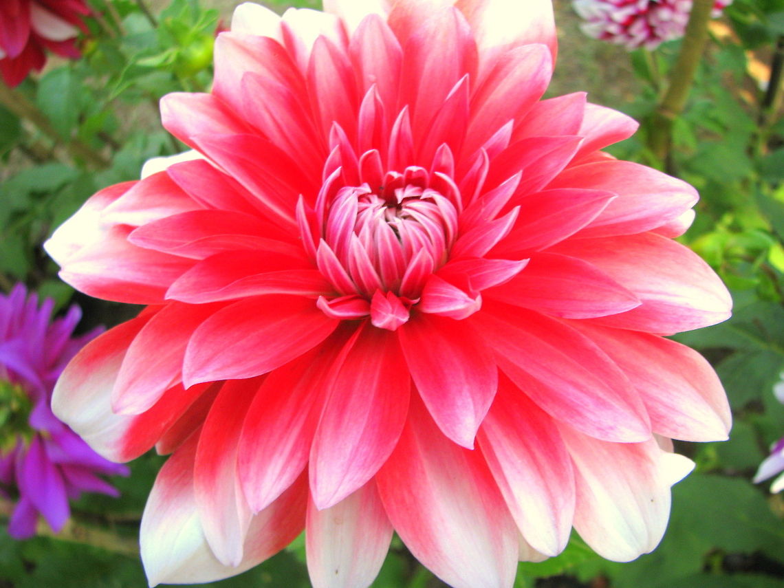Large Pink Dahlia or Multi whirled Dahlia  Dahlia x hortensis Guillaumin,Geotagged,India,Winter