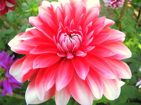 Large Pink Dahlia or Multi whirled Dahlia  Dahlia x hortensis Guillaumin,Geotagged,India,Winter