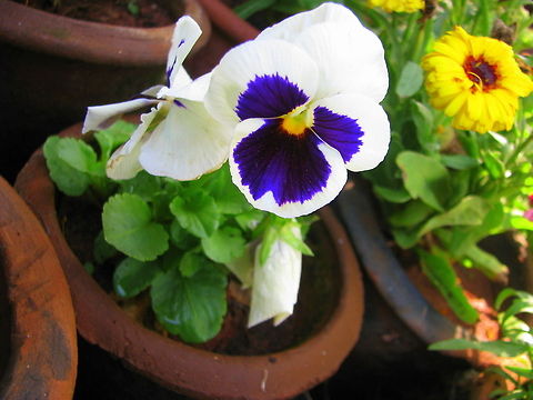 Viola tricolor  Geotagged,Heartsease,India,Pansy,Viola tricolor,Viola tricolor subsp. hortensis,Winter
