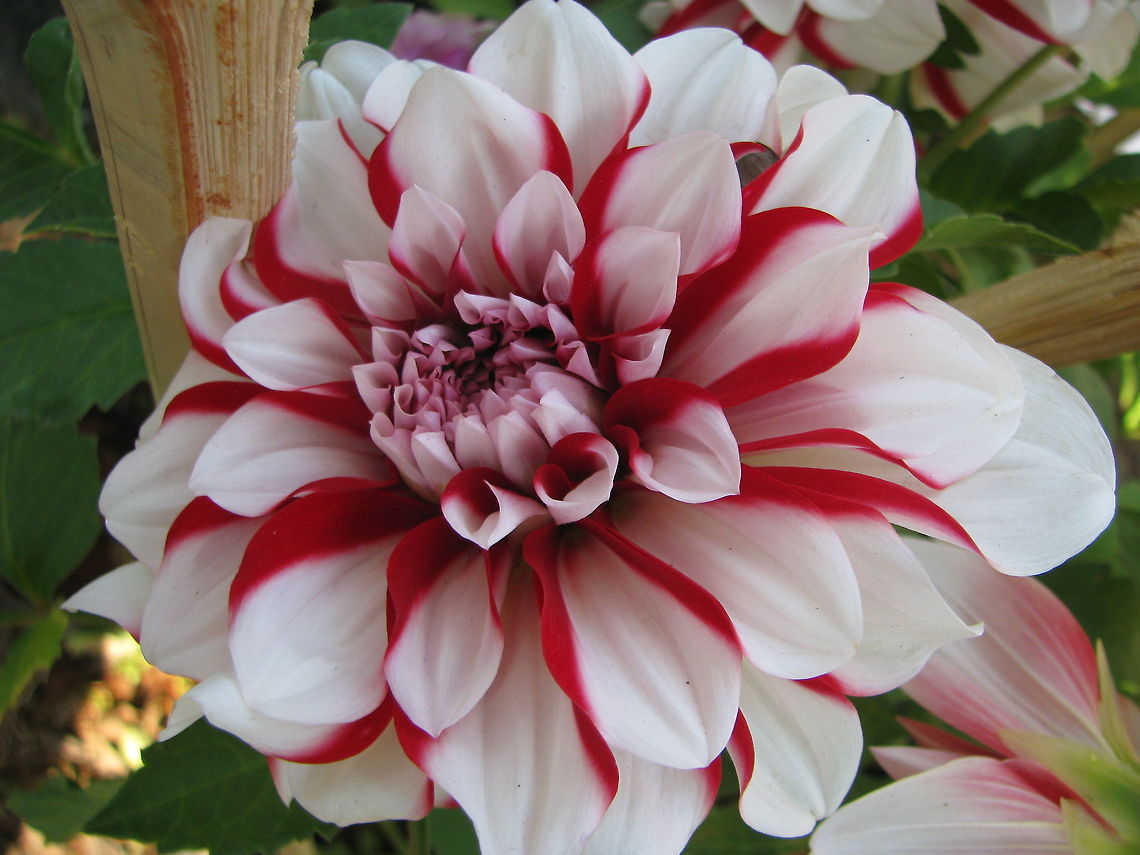 Dahlia Jamaica  Dahlia,Dahlia x hortensis Guillaumin