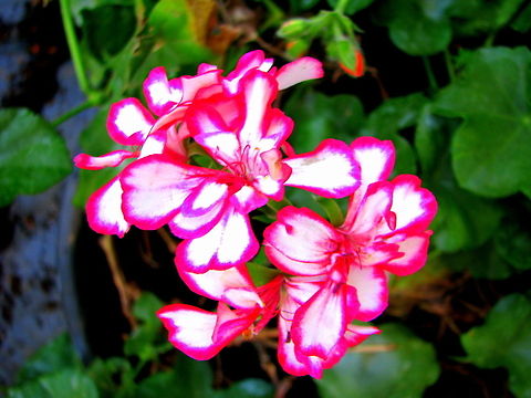 Pink bordered Pelargonium  Pelargonium peltatum