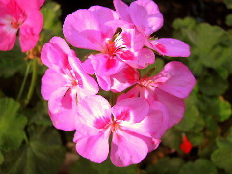 Pink Pelargonium  Geotagged,India,Pelargonium peltatum