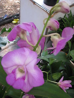 Calanthe sylvatica  Calanthe sylvatica