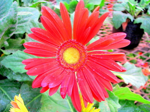 Red Gerbera Daisies  Barberton daisy,Gerbera jamesonii