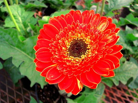 Red and Yellow Gerbera  Barberton daisy,Geotagged,Gerbera,Gerbera jamesonii,India