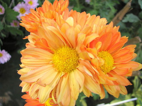 Chrysanthemum  Chrysanthemum morifolium,Geotagged,India,Winter