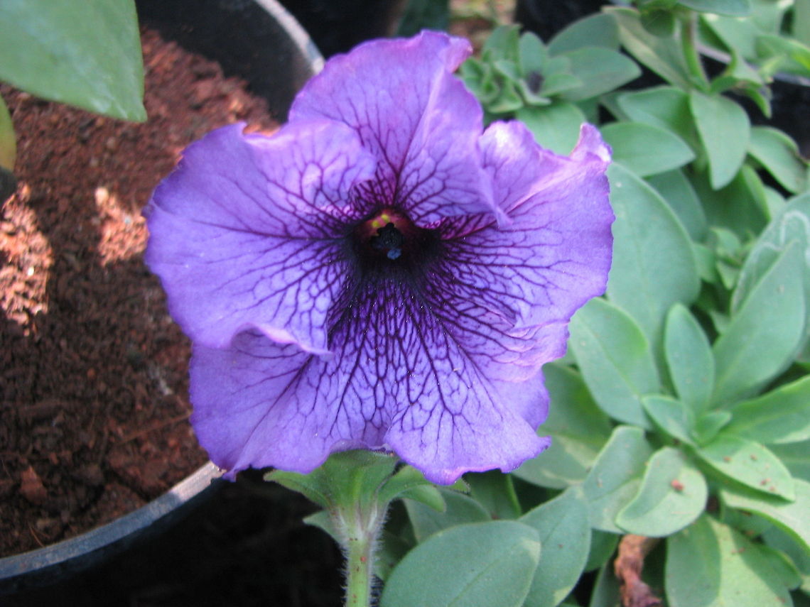 Petunia  Garden Petunia,Geotagged,India,Petunia axillaris,Petunia &times; atkinsiana