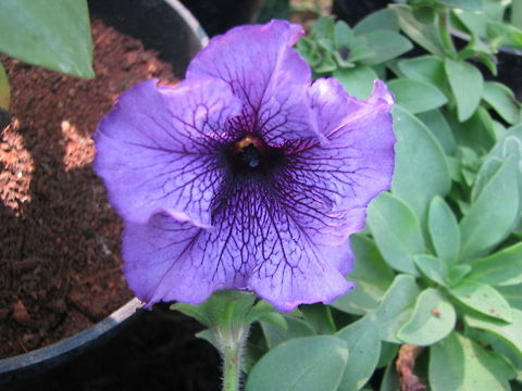 Petunia  Garden Petunia,Geotagged,India,Petunia axillaris,Petunia × atkinsiana
