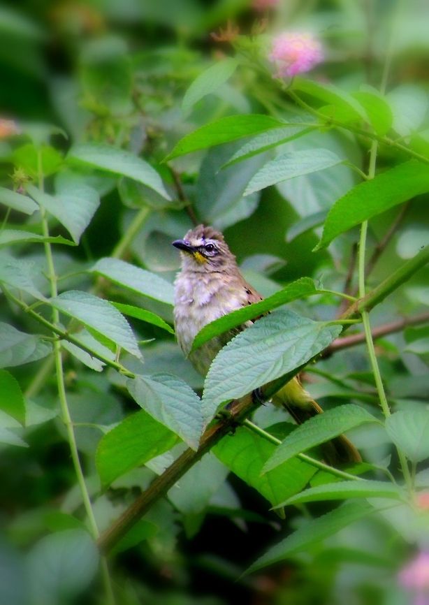 White browed Bulbul (Pycnonotus luteolus) This Bubul is captured in my hometown, Dharwad. There is a spiritual Ashram called TAPOVAN. I was photographying redwiskered Bulbul which was hidden in the scrubs, Just then I noticed this peculiar bird which I had never seen. I was not able to capture a close fully visible bird, this is what I got. I use to go to different place to photograph birds, but for my astonishment my hometown itself is a good place for photography and there are many species still, which I'm yet to discover. Geotagged,India,Pycnonotus luteolus,White-browed Bulbul