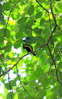 Indian_Yellow_Tit ( Black-lored Tit )  Geotagged,India,Indian Black-lored Tit,Parus aplonotus,Summer