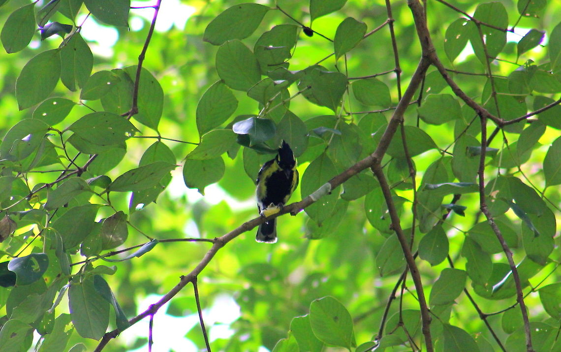 Indian Yellow Tit or Black-lored Tit (  Parus aplonotus )  Geotagged,India,Indian Black-lored Tit,Parus aplonotus