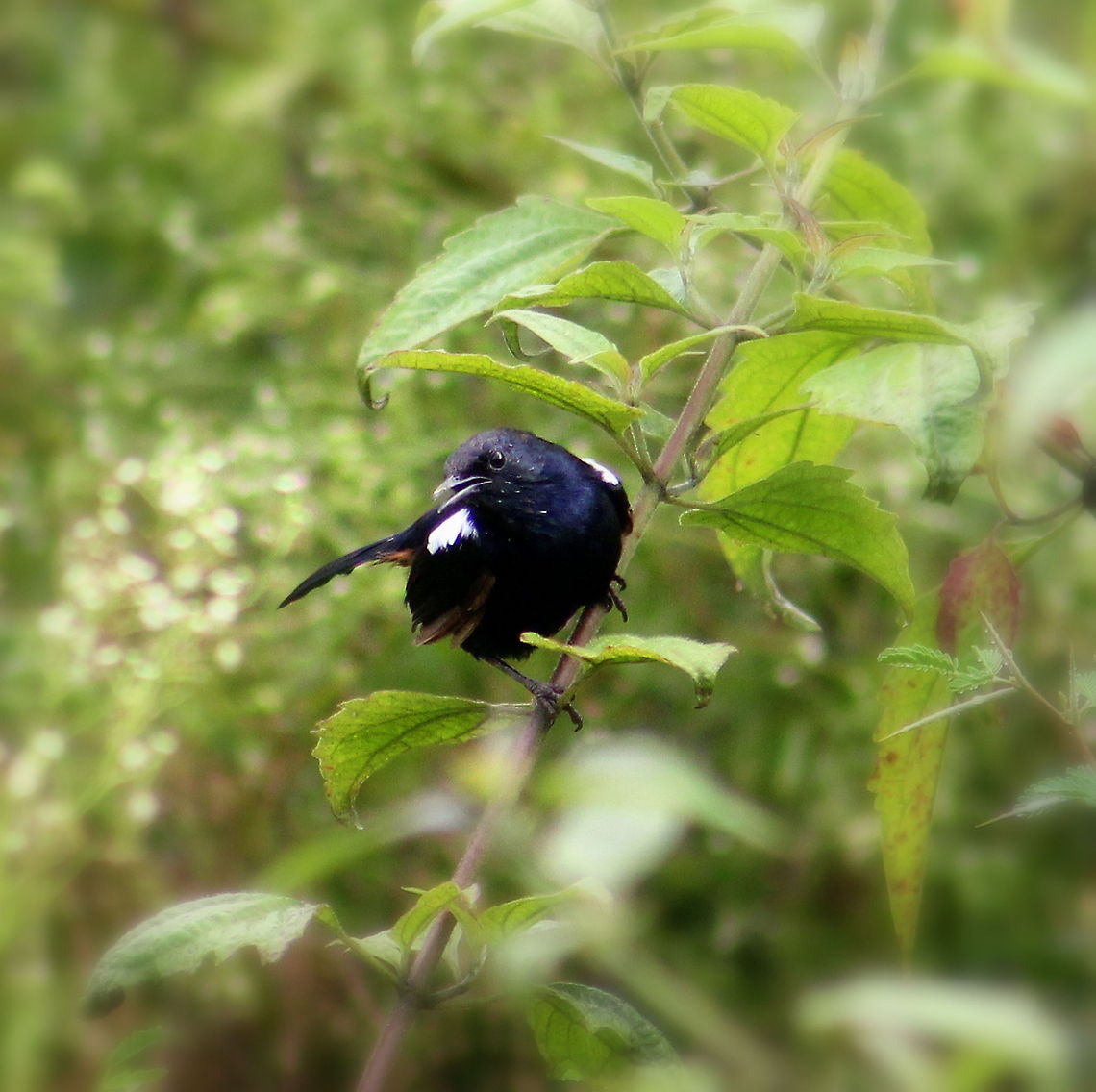 Indian_Robin  Geotagged,India,Indian Robin,Saxicoloides fulicatus