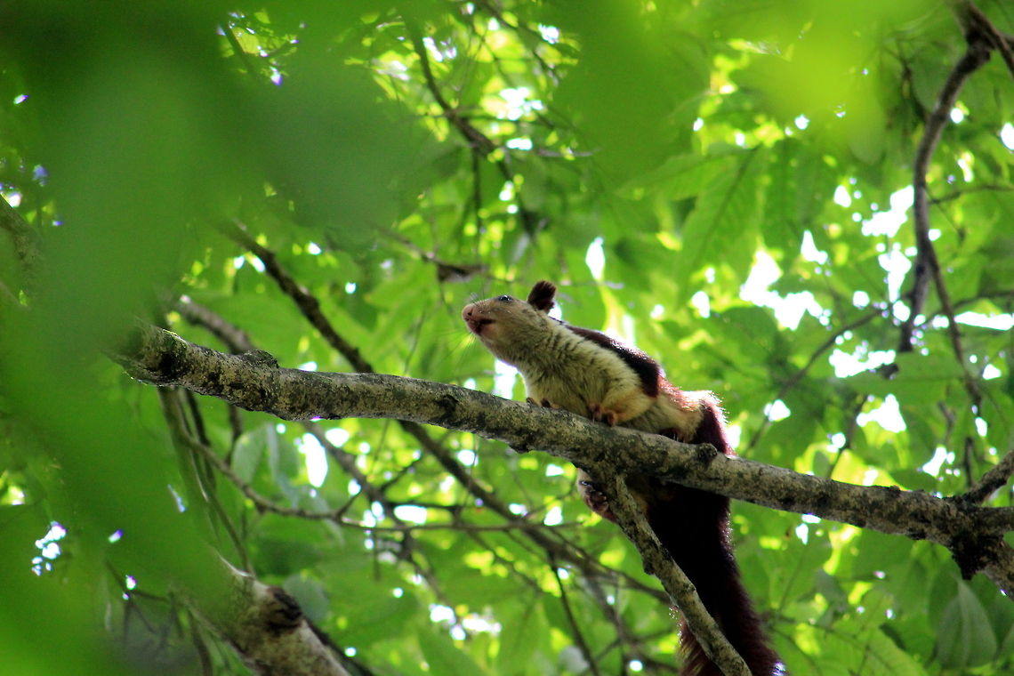 Indian Giant Squirrel  Geotagged,India,Indian Giant Squirrel,Ratufa indica