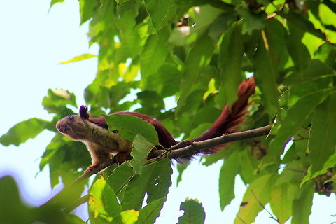 Indian Giant Squirrel This was just before it was aiming to jump to near by tree. Geotagged,India,Indian Giant Squirrel,Ratufa indica,Summer