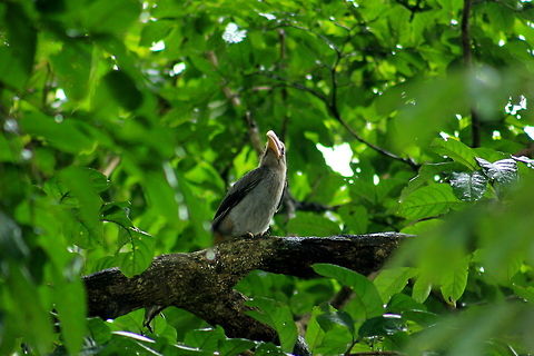 Malabar Grey Hornbill This one was very curious about our camera. It was moving its neck in all directions to check out whether we are trying hurt it, but it was relaxed when we just it all alone once we were done with beautiful pictures. Geotagged,India,Malabar Grey Hornbill,Ocyceros griseus,Summer